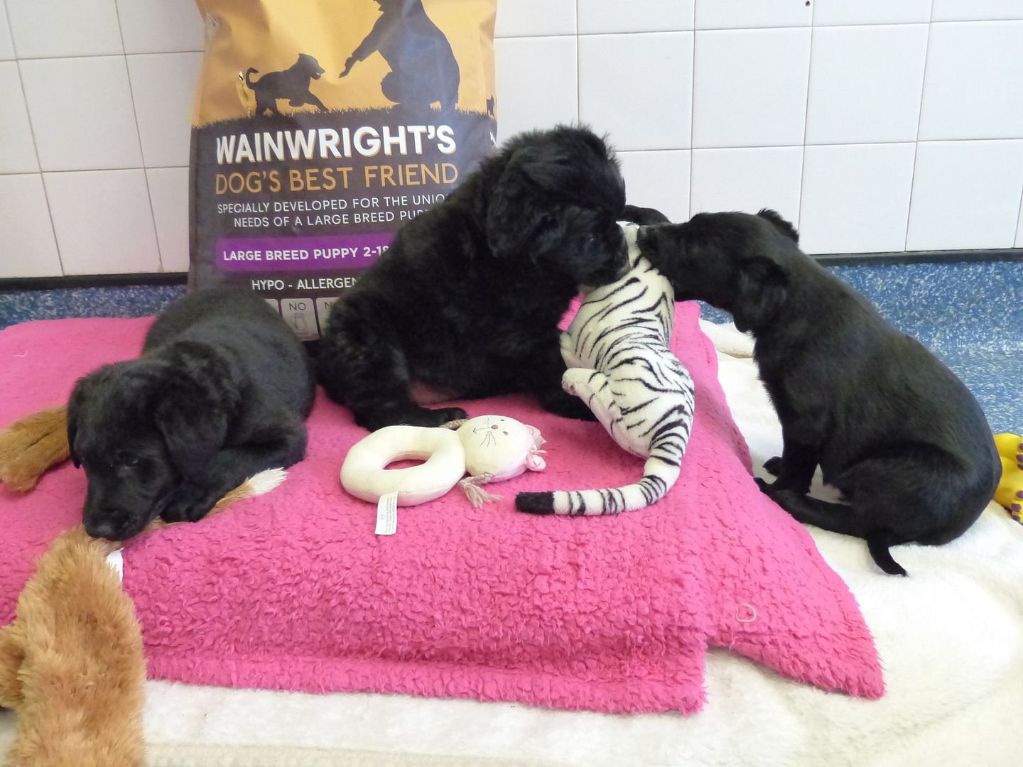 K31, Rachel, Ross and Joey, 8 week old Large Breed Puppies ... K31, Rachel, Ross and Joey, 8 week old Large Breed Puppies ...